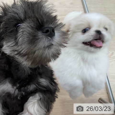 ペキニーズの写真