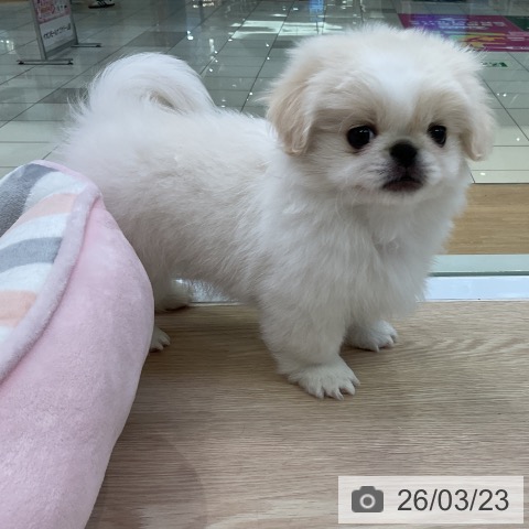 ペキニーズの写真