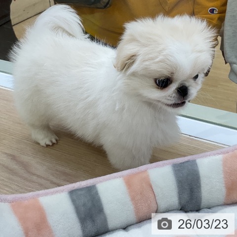 ペキニーズの写真