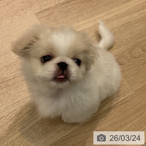 ペキニーズの写真