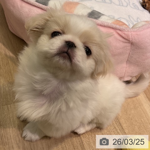 愛知県のペキニーズ (ペットプラス 岡崎店/2026年1月18日生まれ/女の子/ホワイトクリーム)の子犬の3枚目の画像