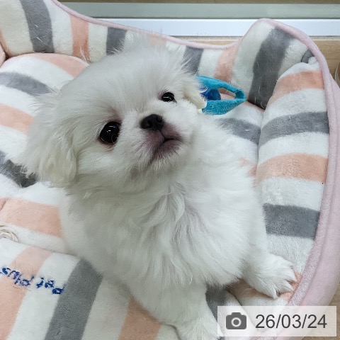 ペキニーズの写真