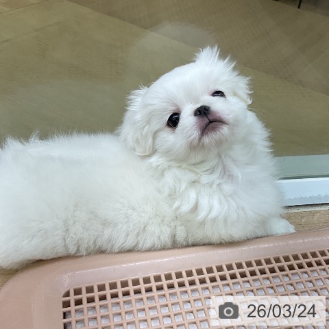 ペキニーズの写真