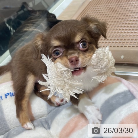 富山県のチワワ(ロング) (ペットプラス 高岡店/2026年1月20日生まれ/女の子/チョコレートタンホワイト)の子犬の3枚目の画像