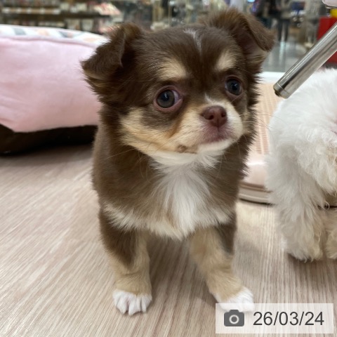 チワワの写真