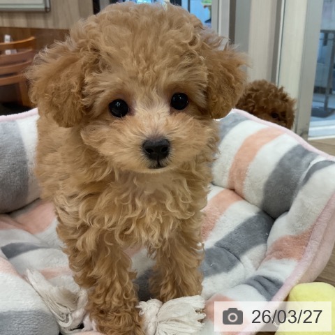 福岡県のトイプードル(トイ) (ペットプラス 香椎浜店/2026年1月9日生まれ/女の子/クリーム)の子犬の4枚目の画像
