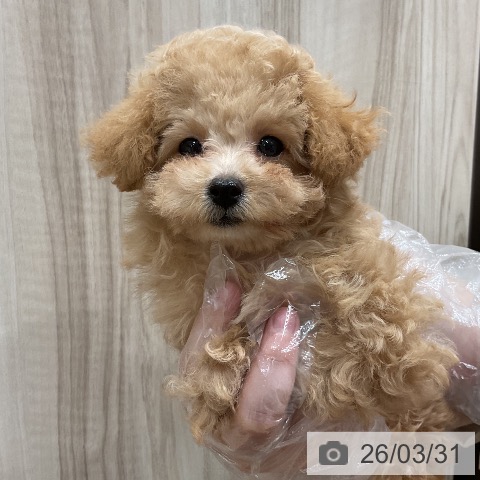 トイ・プードルの写真