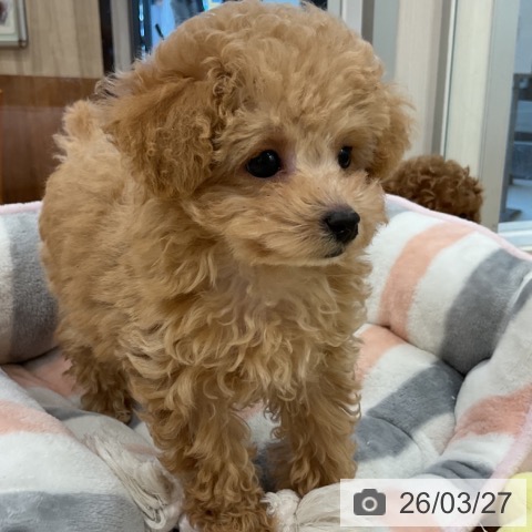 福岡県のトイプードル(トイ) (ペットプラス 香椎浜店/2026年1月9日生まれ/女の子/クリーム)の子犬の3枚目の画像