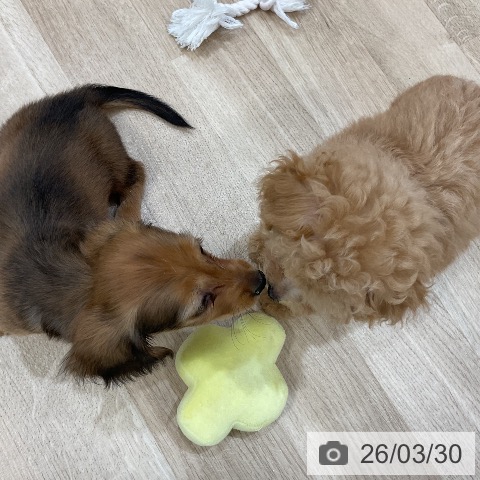 トイ・プードルの写真