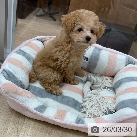 福岡県のトイプードル(トイ) (ペットプラス 香椎浜店/2026年1月7日生まれ/女の子/クリーム)の子犬の4枚目の画像