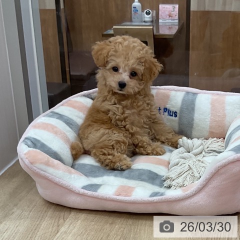 福岡県のトイプードル(トイ) (ペットプラス 香椎浜店/2026年1月7日生まれ/女の子/クリーム)の子犬の3枚目の画像