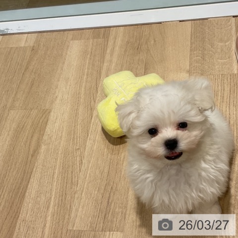 福岡県のマルチーズ (ペットプラス 小倉南店/2026年1月21日生まれ/男の子/ホワイト)の子犬の3枚目の画像