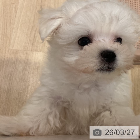 福岡県のマルチーズ (ペットプラス 小倉南店/2026年1月21日生まれ/男の子/ホワイト)の子犬の3枚目の画像
