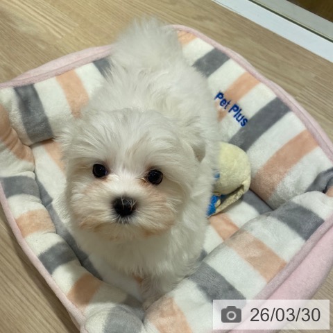 大阪府のマルチーズ (ペットプラス 堺鉄砲町店/2026年1月21日生まれ/男の子/ホワイト)の子犬の4枚目の画像