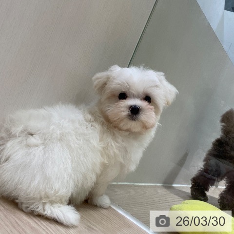 大阪府のマルチーズ (ペットプラス 堺鉄砲町店/2026年1月21日生まれ/男の子/ホワイト)の子犬の3枚目の画像