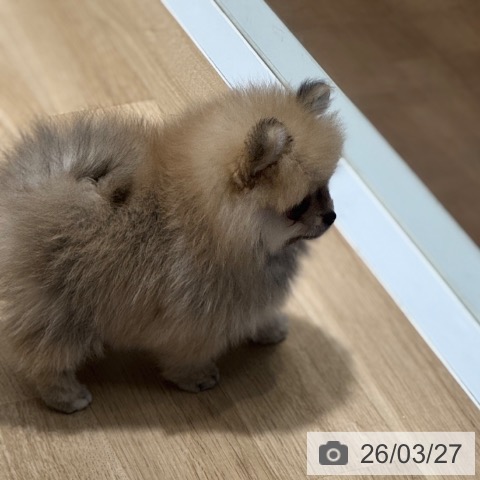 ポメラニアンの写真