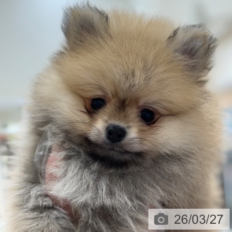 ポメラニアンの写真