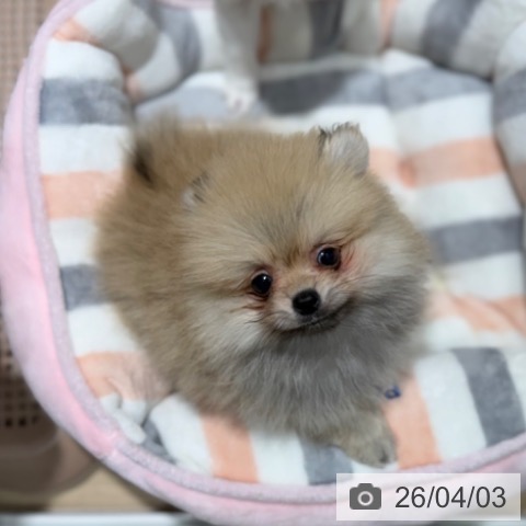 大阪府のポメラニアン (ペットプラス 四條畷店/2026年1月21日生まれ/男の子/オレンジ)の子犬の3枚目の画像
