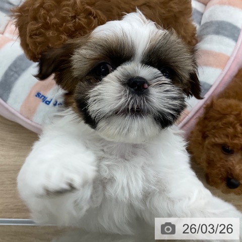 シー・ズーの写真