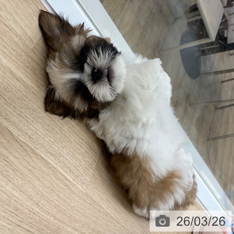 シー・ズーの写真