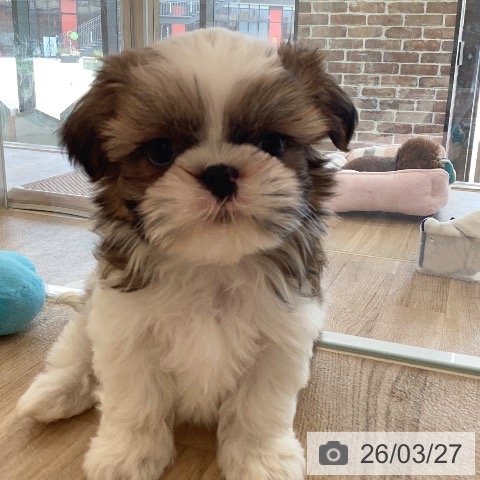 福岡県のシーズー (ペットプラス ららぽーと福岡店/2026年1月19日生まれ/男の子/ゴールドホワイト)の子犬の4枚目の画像