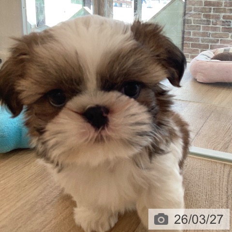 福岡県のシーズー (ペットプラス ららぽーと福岡店/2026年1月19日生まれ/男の子/ゴールドホワイト)の子犬の3枚目の画像