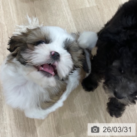 シー・ズーの写真