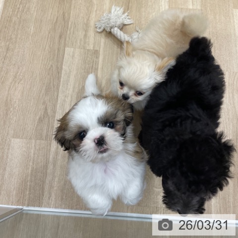 シー・ズーの写真