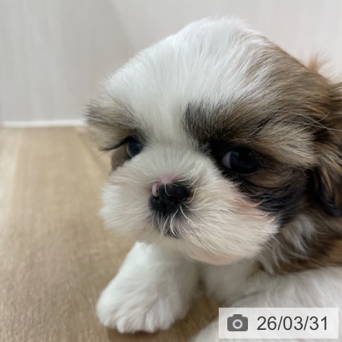 シー・ズーの写真