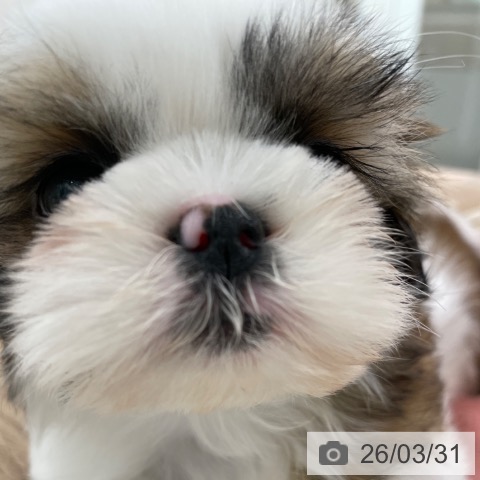 シー・ズーの写真