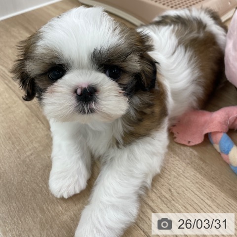 シー・ズーの写真