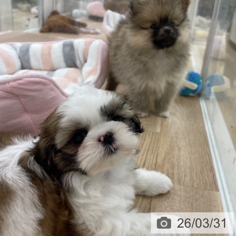 シー・ズーの写真