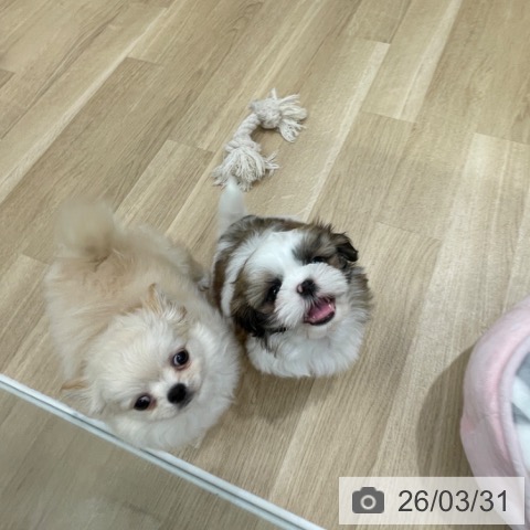 シー・ズーの写真