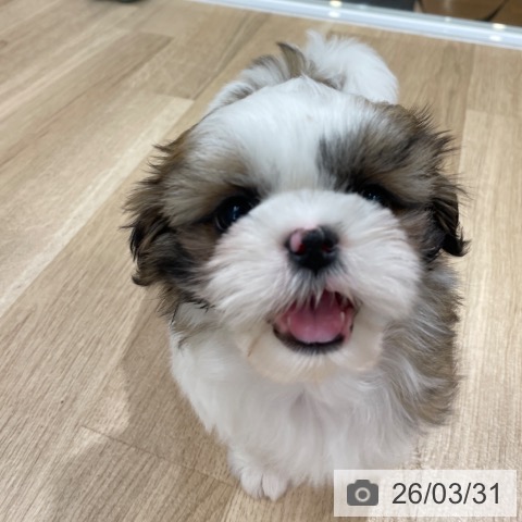 シー・ズーの写真