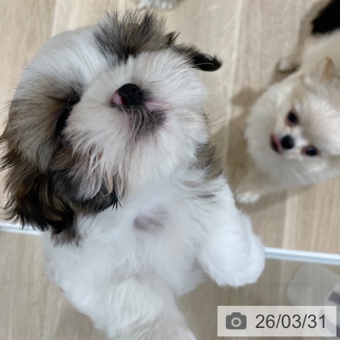 シー・ズーの写真