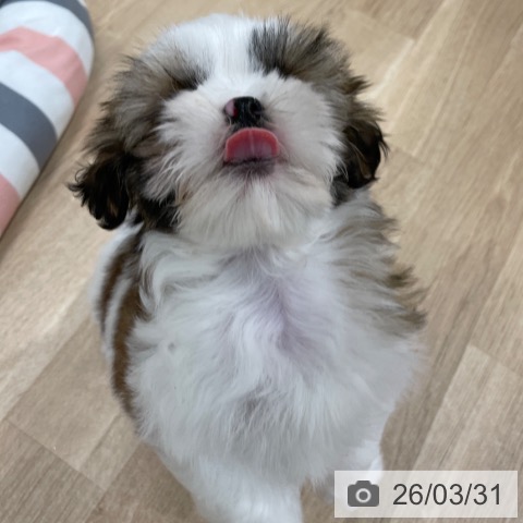 シー・ズーの写真