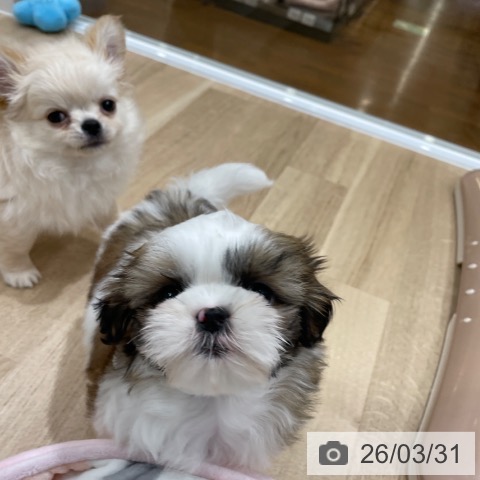 シー・ズーの写真