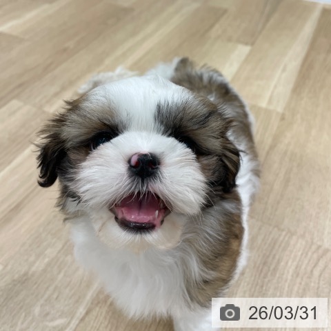 シー・ズーの写真