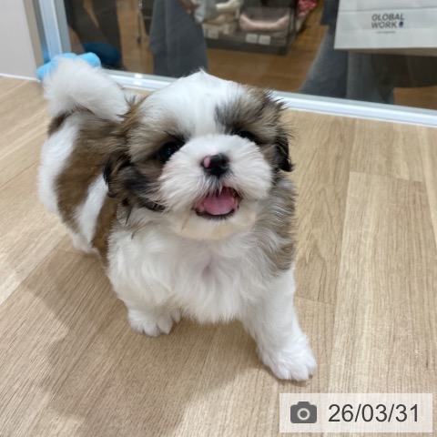 シー・ズーの写真