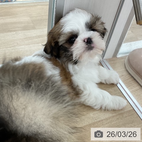 福岡県のシーズー (ペットプラス 八幡東店/2026年1月19日生まれ/女の子/ゴールドホワイト)の子犬の3枚目の画像