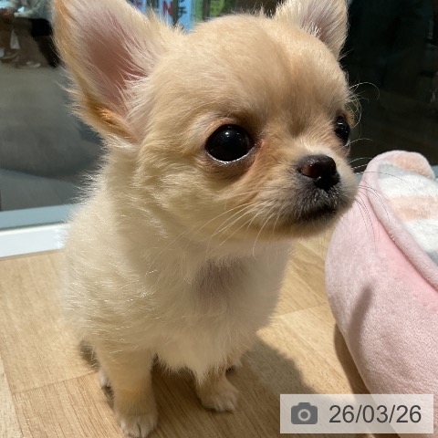 愛知県のチワワ(ロング) (ペットプラス 岡崎店/2026年1月21日生まれ/女の子/クリームホワイト)の子犬の4枚目の画像