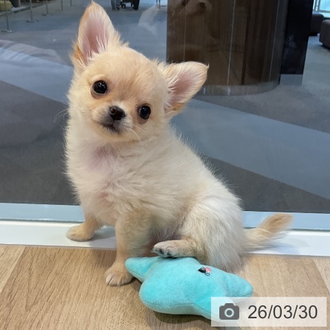 愛知県のチワワ(ロング) (ペットプラス 岡崎店/2026年1月21日生まれ/女の子/クリームホワイト)の子犬の3枚目の画像