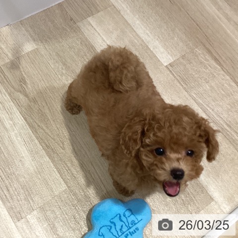 福岡県のトイプードル(トイ) (ペットプラス 小倉南店/2026年1月19日生まれ/女の子/アプリコット)の子犬の4枚目の画像