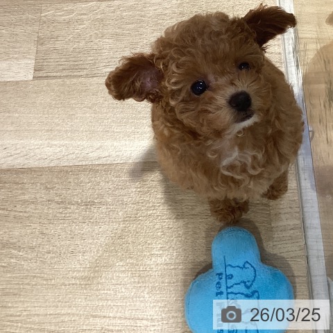福岡県のトイプードル(トイ) (ペットプラス 小倉南店/2026年1月19日生まれ/女の子/アプリコット)の子犬の3枚目の画像