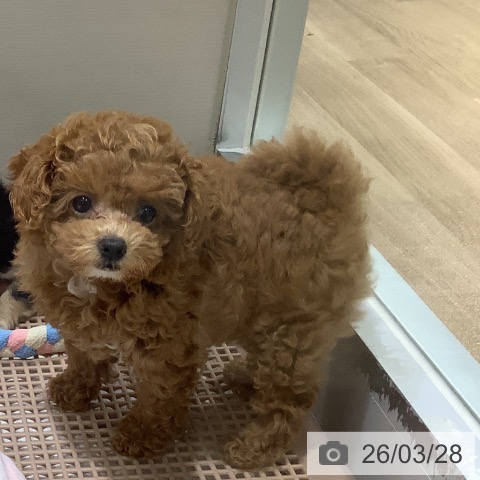 福岡県のトイプードル(トイ) (ペットプラス 小倉南店/2026年1月19日生まれ/女の子/アプリコット)の子犬の3枚目の画像