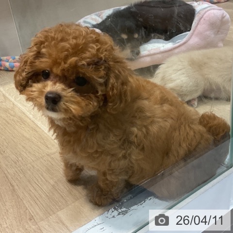 福岡県のトイプードル(トイ) (ペットプラス 小倉南店/2026年1月19日生まれ/女の子/アプリコット)の子犬の4枚目の画像