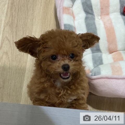 福岡県のトイプードル(トイ) (ペットプラス 小倉南店/2026年1月19日生まれ/女の子/アプリコット)の子犬の3枚目の画像