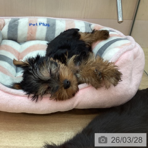 兵庫県のヨークシャーテリア (ペットプラス 姫路大津店/2026年1月21日生まれ/男の子/スチールブルータン)の子犬の3枚目の画像