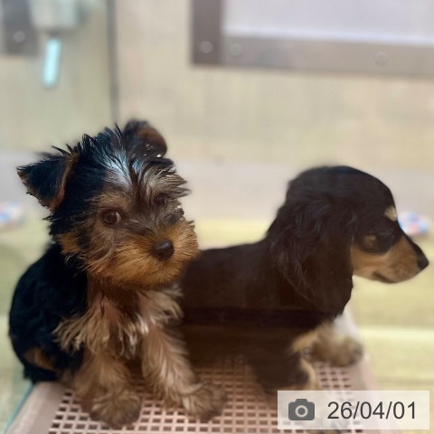 兵庫県のヨークシャーテリア (ペットプラス 姫路大津店/2026年1月21日生まれ/男の子/スチールブルータン)の子犬の4枚目の画像