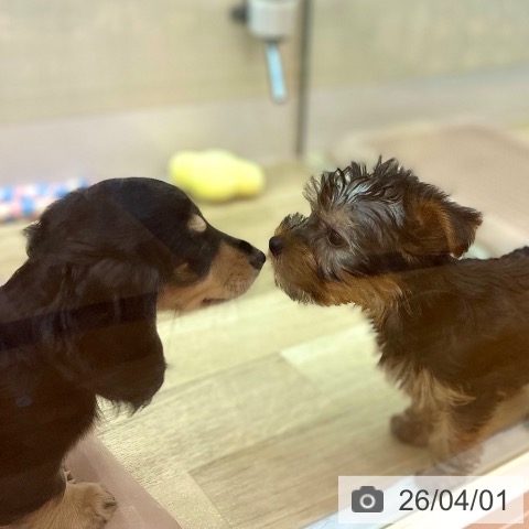 兵庫県のヨークシャーテリア (ペットプラス 姫路大津店/2026年1月21日生まれ/男の子/スチールブルータン)の子犬の3枚目の画像